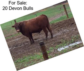 For Sale: 20 Devon Bulls