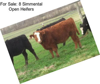 For Sale: 8 Simmental Open Heifers