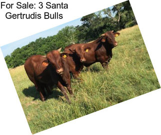 For Sale: 3 Santa Gertrudis Bulls