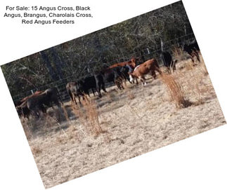 For Sale: 15 Angus Cross, Black Angus, Brangus, Charolais Cross, Red Angus Feeders