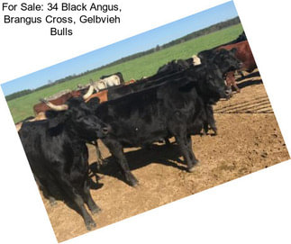 For Sale: 34 Black Angus, Brangus Cross, Gelbvieh Bulls