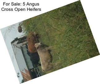 For Sale: 5 Angus Cross Open Heifers
