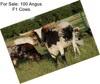 For Sale: 100 Angus F1 Cows