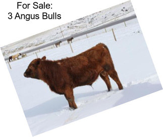 For Sale: 3 Angus Bulls