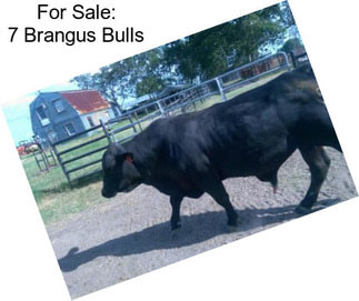 For Sale: 7 Brangus Bulls