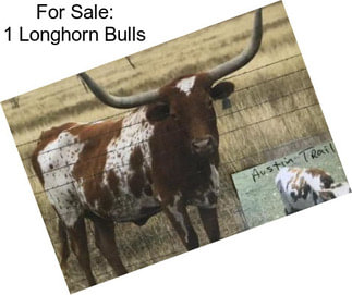 For Sale: 1 Longhorn Bulls