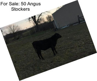 For Sale: 50 Angus Stockers