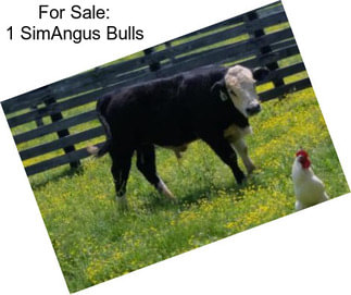 For Sale: 1 SimAngus Bulls