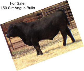 For Sale: 150 SimAngus Bulls