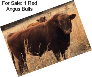 For Sale: 1 Red Angus Bulls