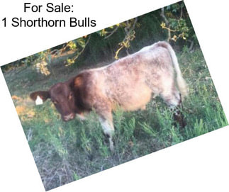 For Sale: 1 Shorthorn Bulls