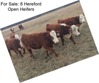 For Sale: 8 Hereford Open Heifers