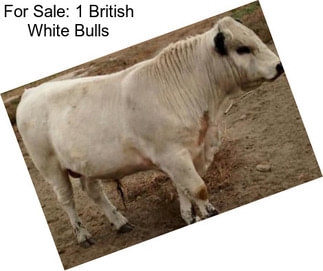 For Sale: 1 British White Bulls