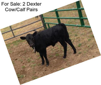 For Sale: 2 Dexter Cow/Calf Pairs