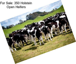 For Sale: 350 Holstein Open Heifers