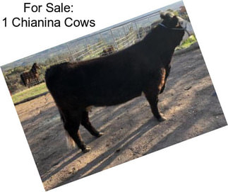 For Sale: 1 Chianina Cows