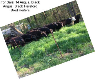 For Sale: 14 Angus, Black Angus, Black Hereford Bred Heifers