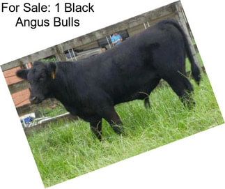 For Sale: 1 Black Angus Bulls