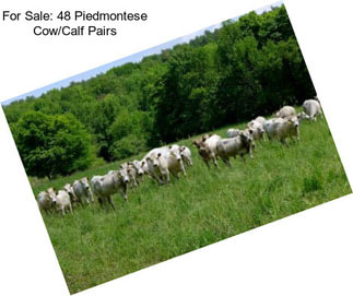 For Sale: 48 Piedmontese Cow/Calf Pairs