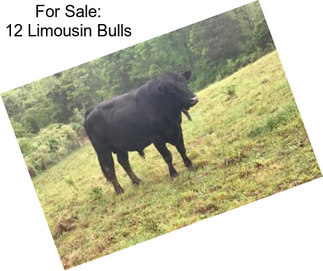 For Sale: 12 Limousin Bulls