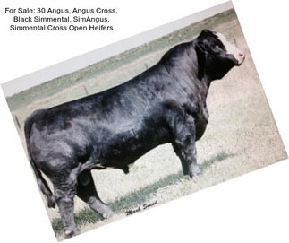 For Sale: 30 Angus, Angus Cross, Black Simmental, SimAngus, Simmental Cross Open Heifers