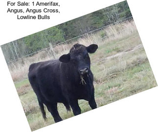 For Sale: 1 Amerifax, Angus, Angus Cross, Lowline Bulls