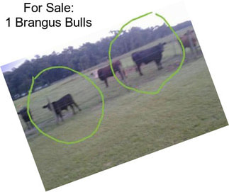 For Sale: 1 Brangus Bulls