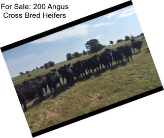 For Sale: 200 Angus Cross Bred Heifers