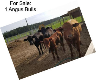 For Sale: 1 Angus Bulls