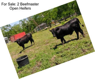 For Sale: 2 Beefmaster Open Heifers