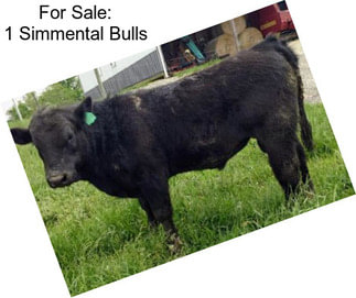 For Sale: 1 Simmental Bulls