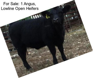 For Sale: 1 Angus, Lowline Open Heifers