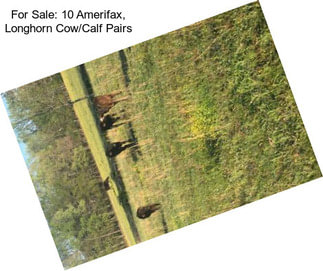 For Sale: 10 Amerifax, Longhorn Cow/Calf Pairs