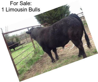 For Sale: 1 Limousin Bulls