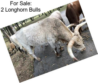 For Sale: 2 Longhorn Bulls