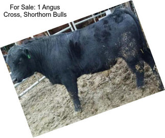 For Sale: 1 Angus Cross, Shorthorn Bulls