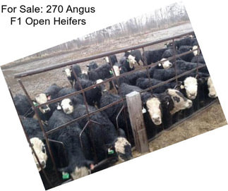 For Sale: 270 Angus F1 Open Heifers