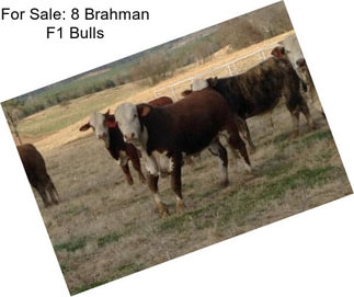 For Sale: 8 Brahman F1 Bulls