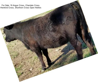 For Sale: 16 Angus Cross, Charolais Cross, Hereford Cross, Shorthorn Cross Open Heifers