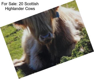 For Sale: 20 Scottish Highlander Cows