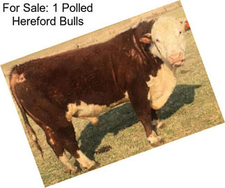 For Sale: 1 Polled Hereford Bulls