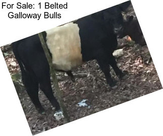 For Sale: 1 Belted Galloway Bulls
