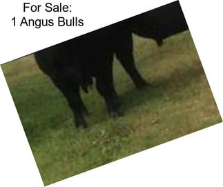 For Sale: 1 Angus Bulls