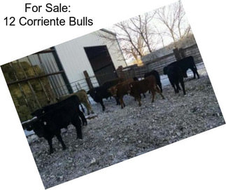 For Sale: 12 Corriente Bulls