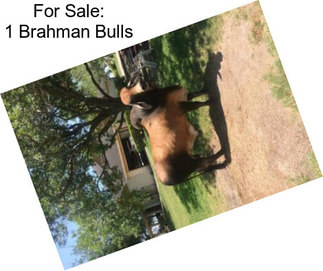 For Sale: 1 Brahman Bulls