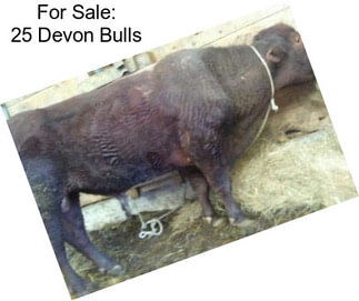 For Sale: 25 Devon Bulls