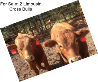 For Sale: 2 Limousin Cross Bulls