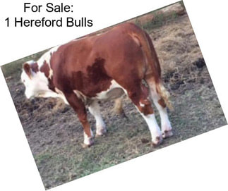 For Sale: 1 Hereford Bulls