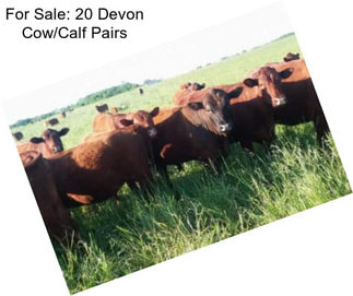 For Sale: 20 Devon Cow/Calf Pairs