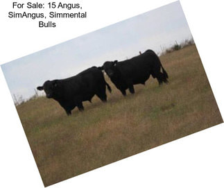 For Sale: 15 Angus, SimAngus, Simmental Bulls